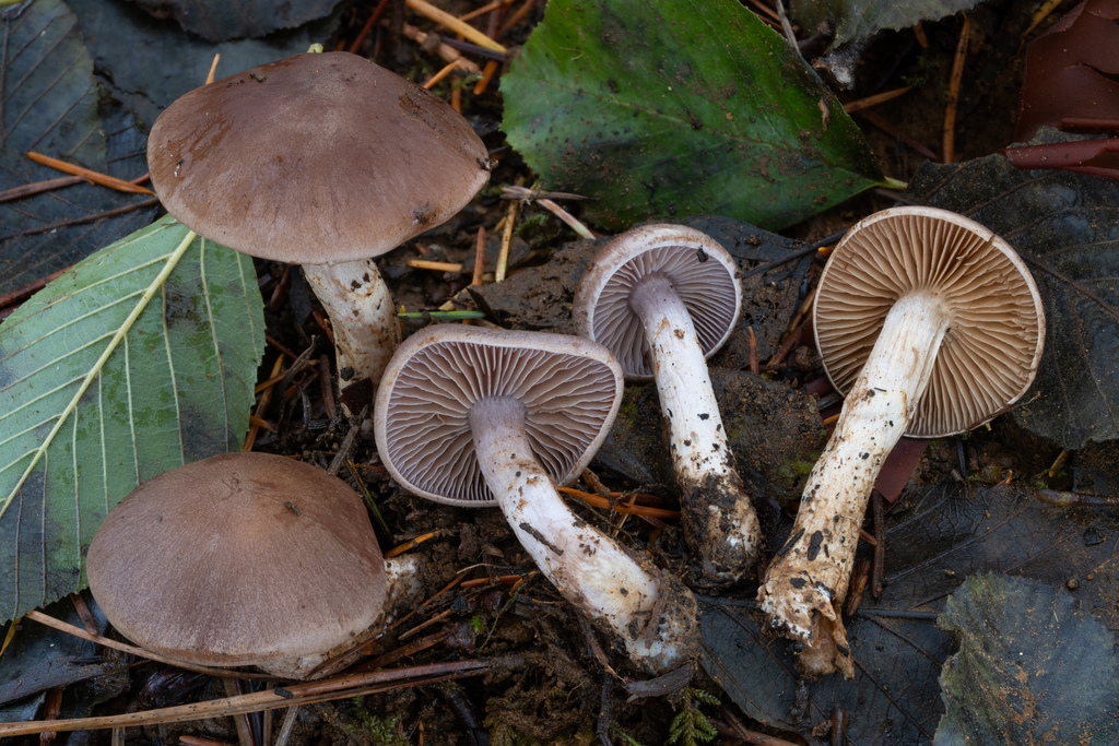 Cortinarius sp. 'Harrower108a'