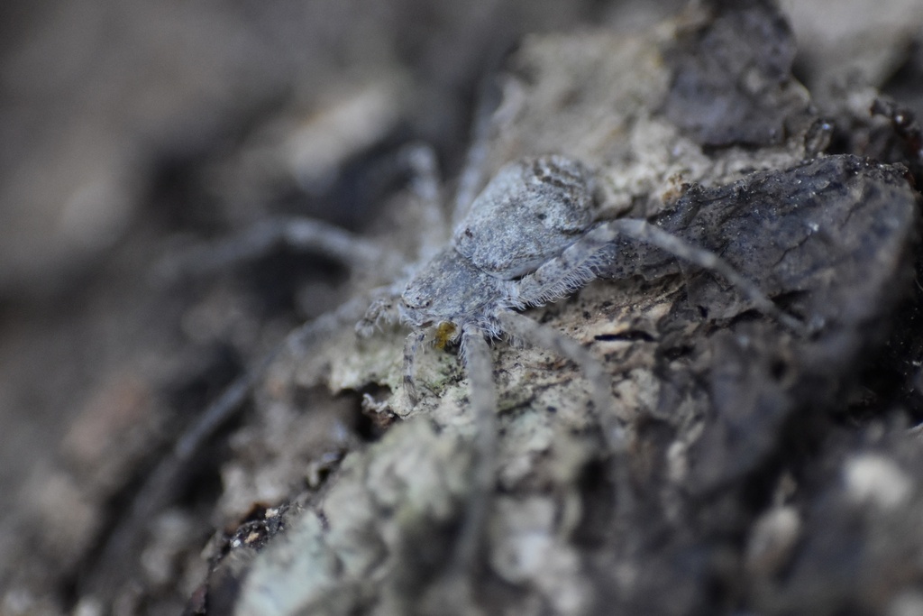 Philodromus infuscatus