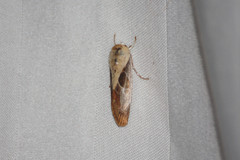 Westermannia gloriosa