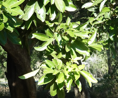 Lepisanthes tetraphylla observed 2025-10-12