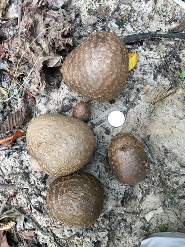Dioscorea bulbifera