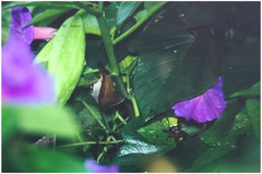 Aethopyga temminckii