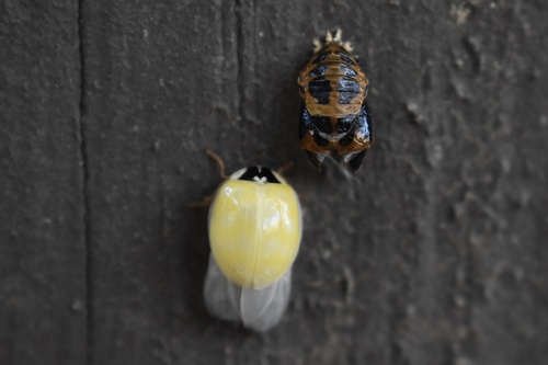 Asian Lady Beetle photographed in Georgia