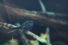 Rhipidura albicollis