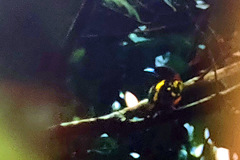 Eurylaimus javanicus