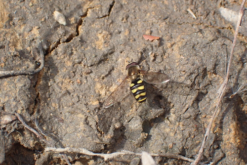 Unknown species found near Wheaton, Wheaton-Glenmont, MD, USA