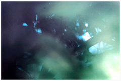 Turdinus atrigularis