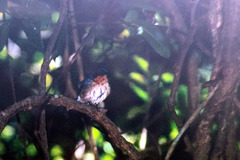 Cyornis superbus