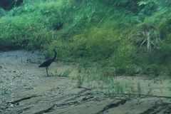 Ardea sumatrana