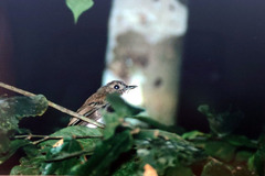 Cyornis umbratilis