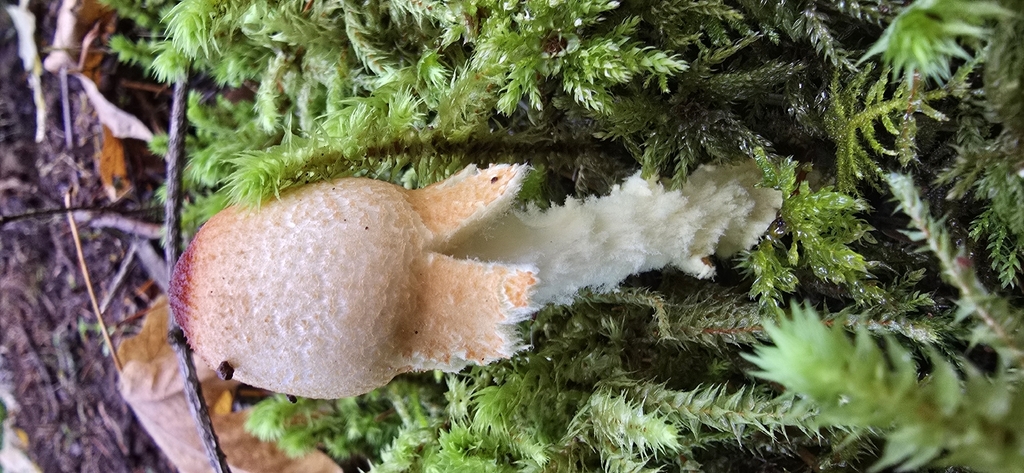 Lepiota magnispora · November 2025 · photo: © akreager (iNaturalist, cc-by)
