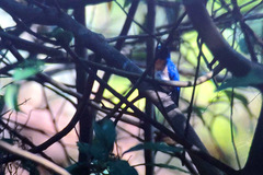 Cyornis turcosus