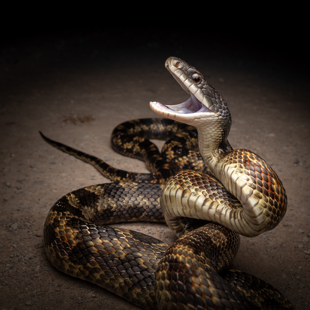 Western Ratsnake (Pantherophis obsoletus)