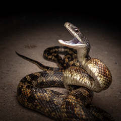 Black Rat Snake photo 1
