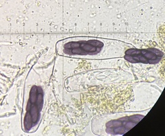 Saccobolus depauperatus