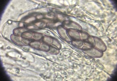 Saccobolus depauperatus