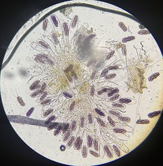 Saccobolus depauperatus