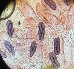 Saccobolus depauperatus