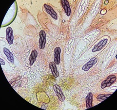 Saccobolus depauperatus
