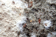 Cryptachaea blattea