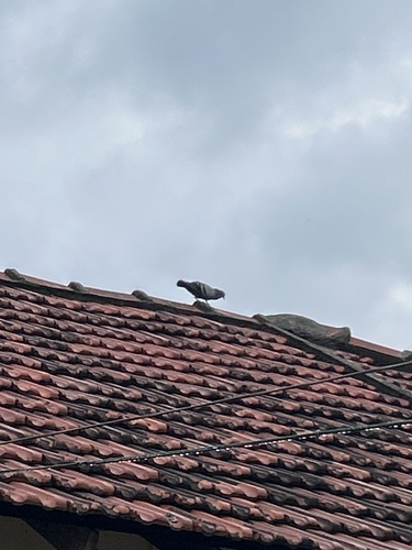 Rock Pigeon