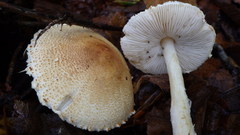 Lepiota spheniscispora