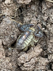 Pseudouroctonus cazieri