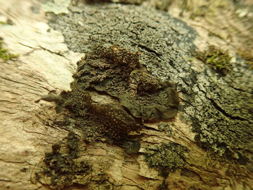 Collema laeve