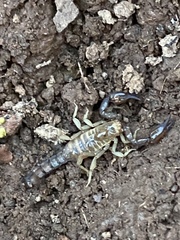 Pseudouroctonus cazieri