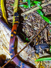 Tantilla supracincta