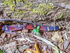 Tantilla supracincta