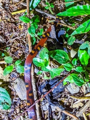 Tantilla supracincta