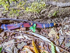 Tantilla supracincta