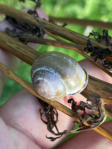 Cepaea nemoralis