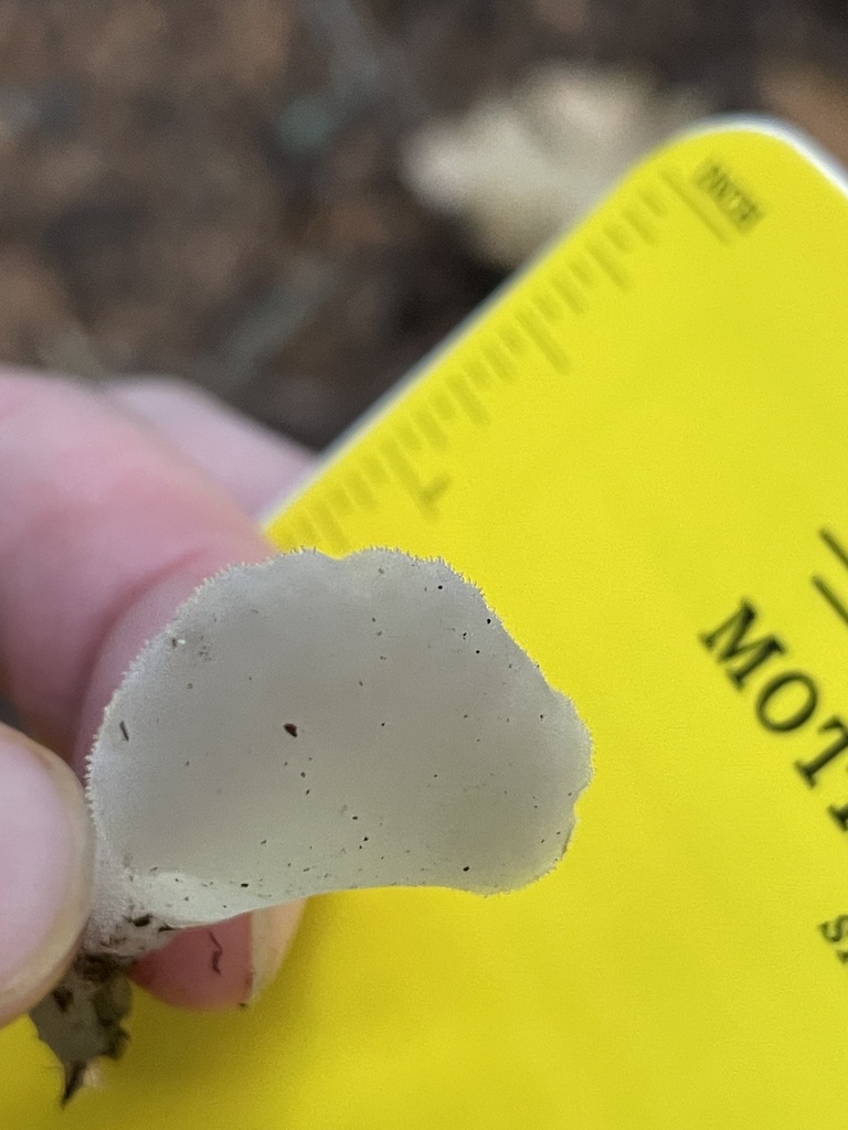 Pseudohydnum gelatinosum · November 2025 · photo: © jbyggdin (iNaturalist, cc0)