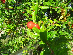 Punica granatum
