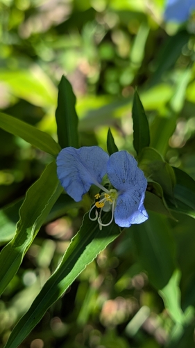 Commelina observed 2025-11-06