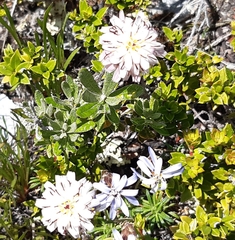 Hypochaeris incana