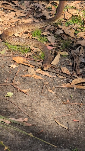Eastern Brown Snake sighting