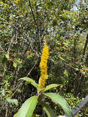 Abatia parviflora, photograph (c) Jason Best, some rights reserved (CC BY)