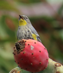 Setophaga coronata