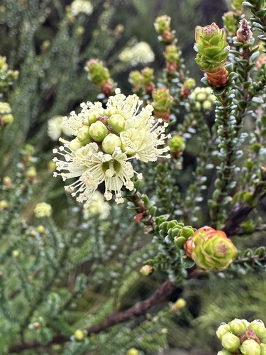 Kunzea sulphurea