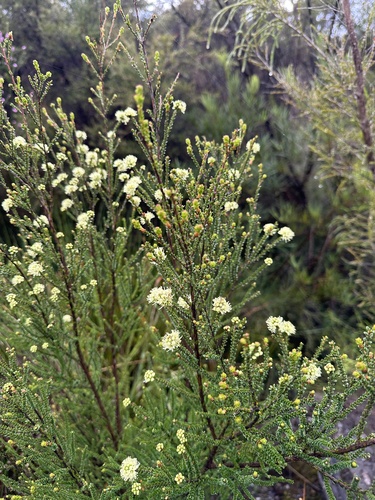 Kunzea sulphurea, photograph 2