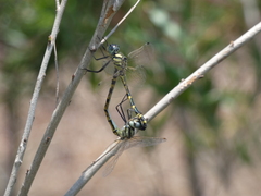 Hemicordulia intermedia