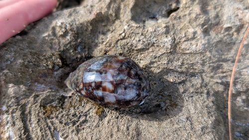 Cypraea mauritiana observed 2025-11-06