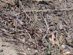 Aiolopus thalassinus dubius