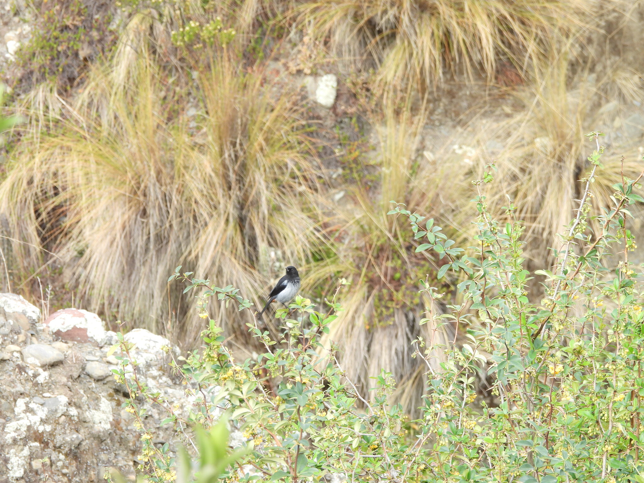 Grey-bellied Flowerpiercer (Diglossa carbonaria), photo 5