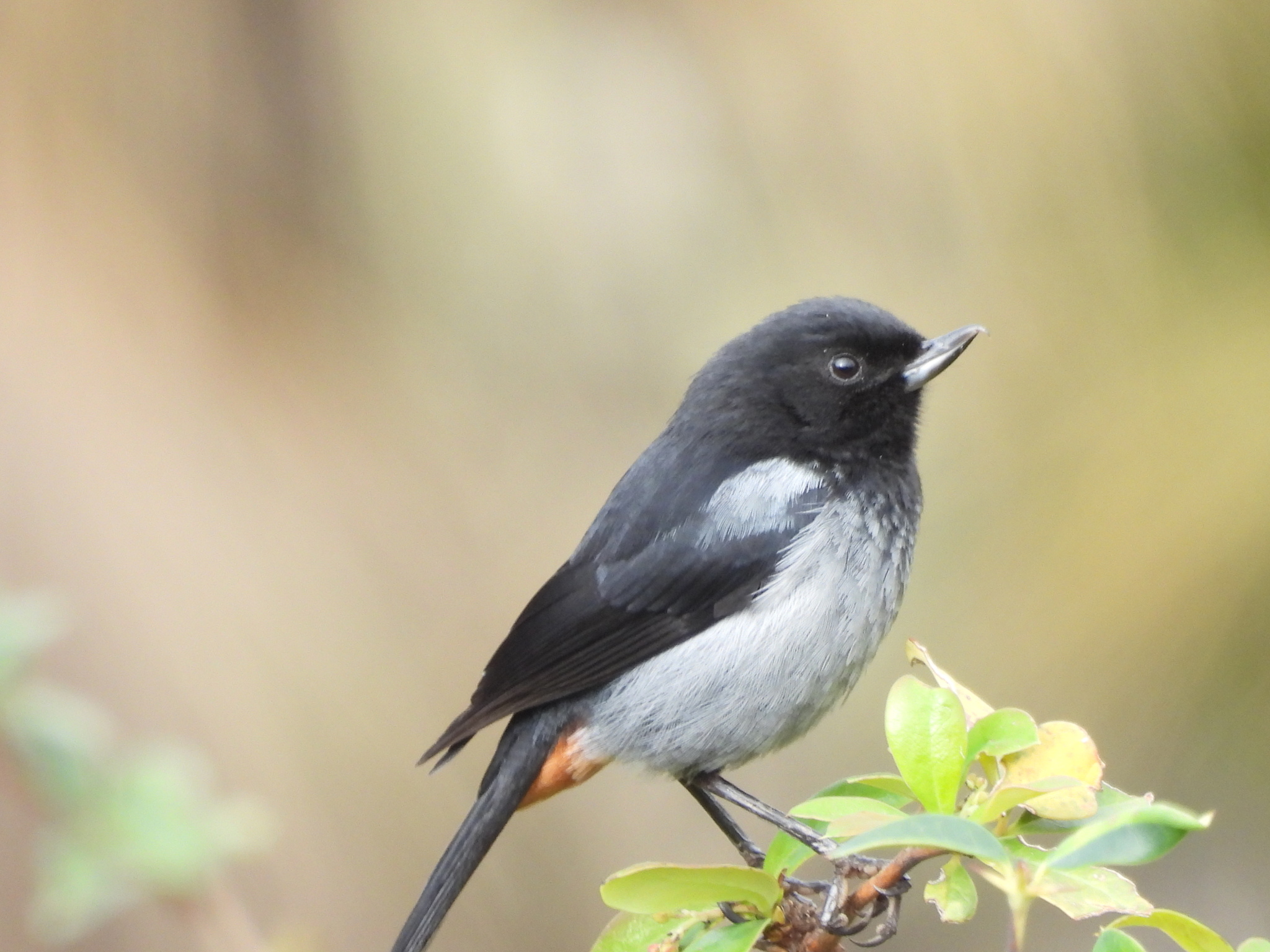 Grey-bellied Flowerpiercer (Diglossa carbonaria), photo 4