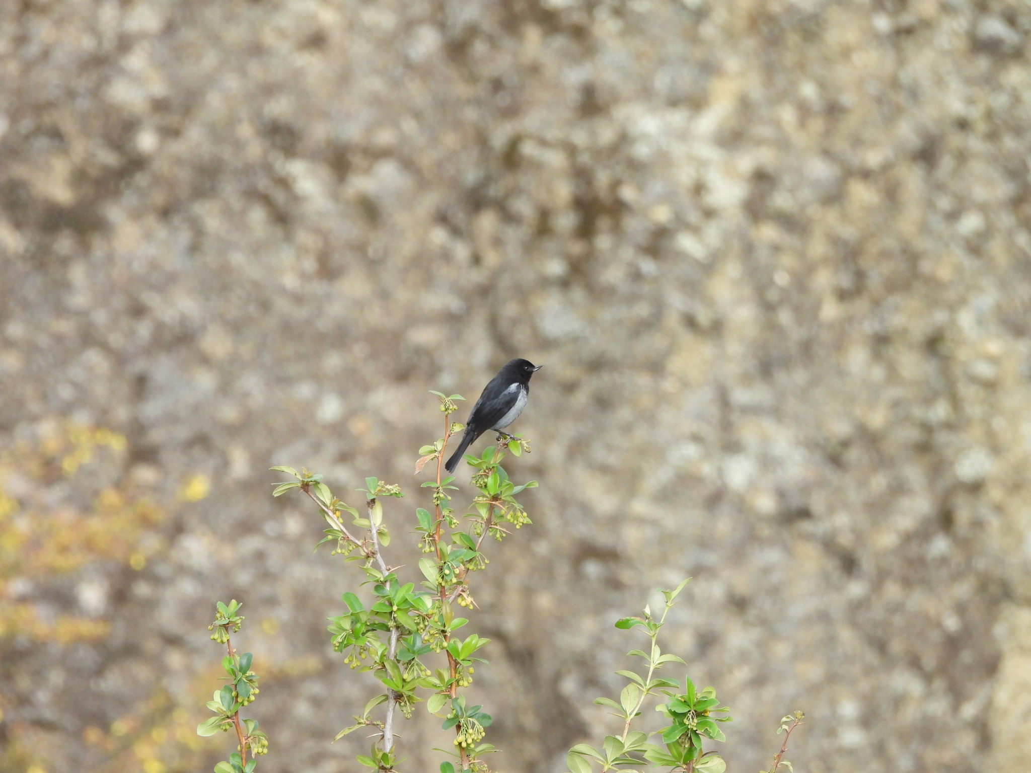 Grey-bellied Flowerpiercer (Diglossa carbonaria), photo 6
