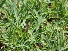 Aiolopus thalassinus dubius